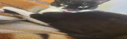 Mixed Breed cats for sale: Beautiful Boy tuxedo kitten  in Glasgow - Advert 4