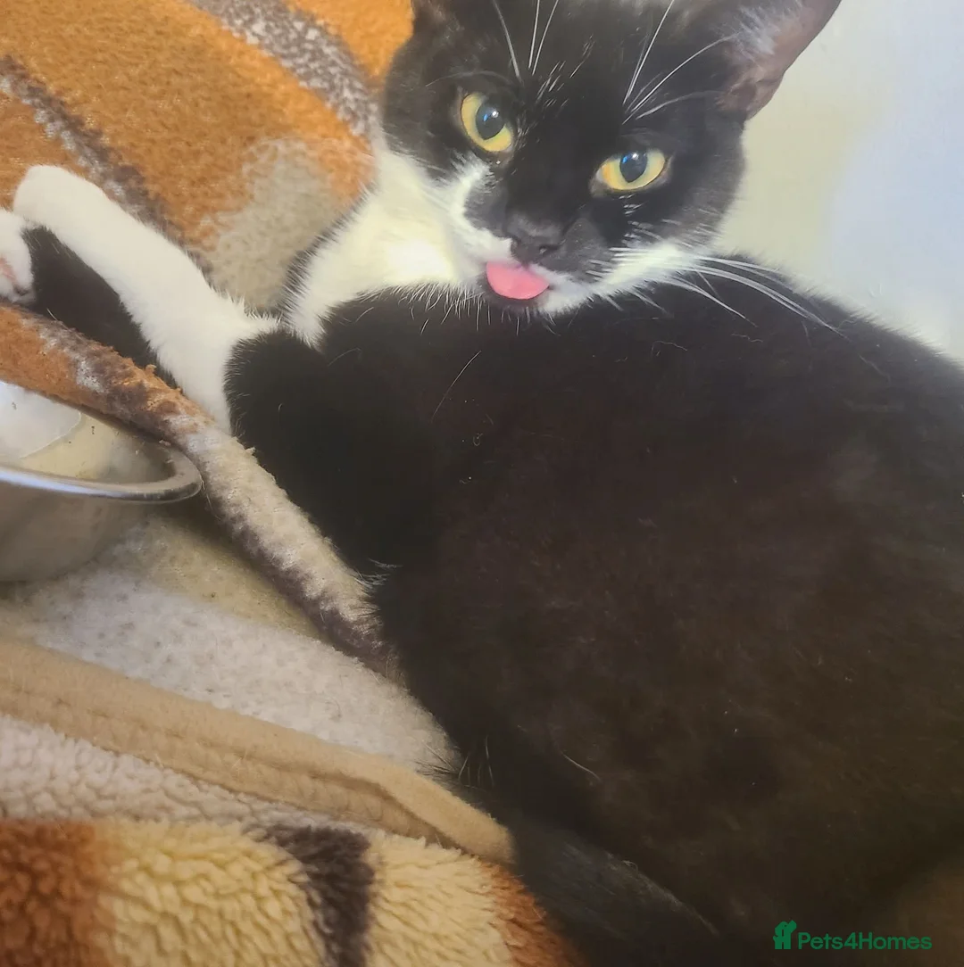 Mixed Breed cats for sale: Beautiful Boy tuxedo kitten  in Glasgow - Advert 4