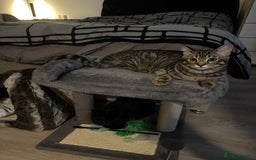 Mixed Breed cats for sale: 7 months old kittens - Image 3