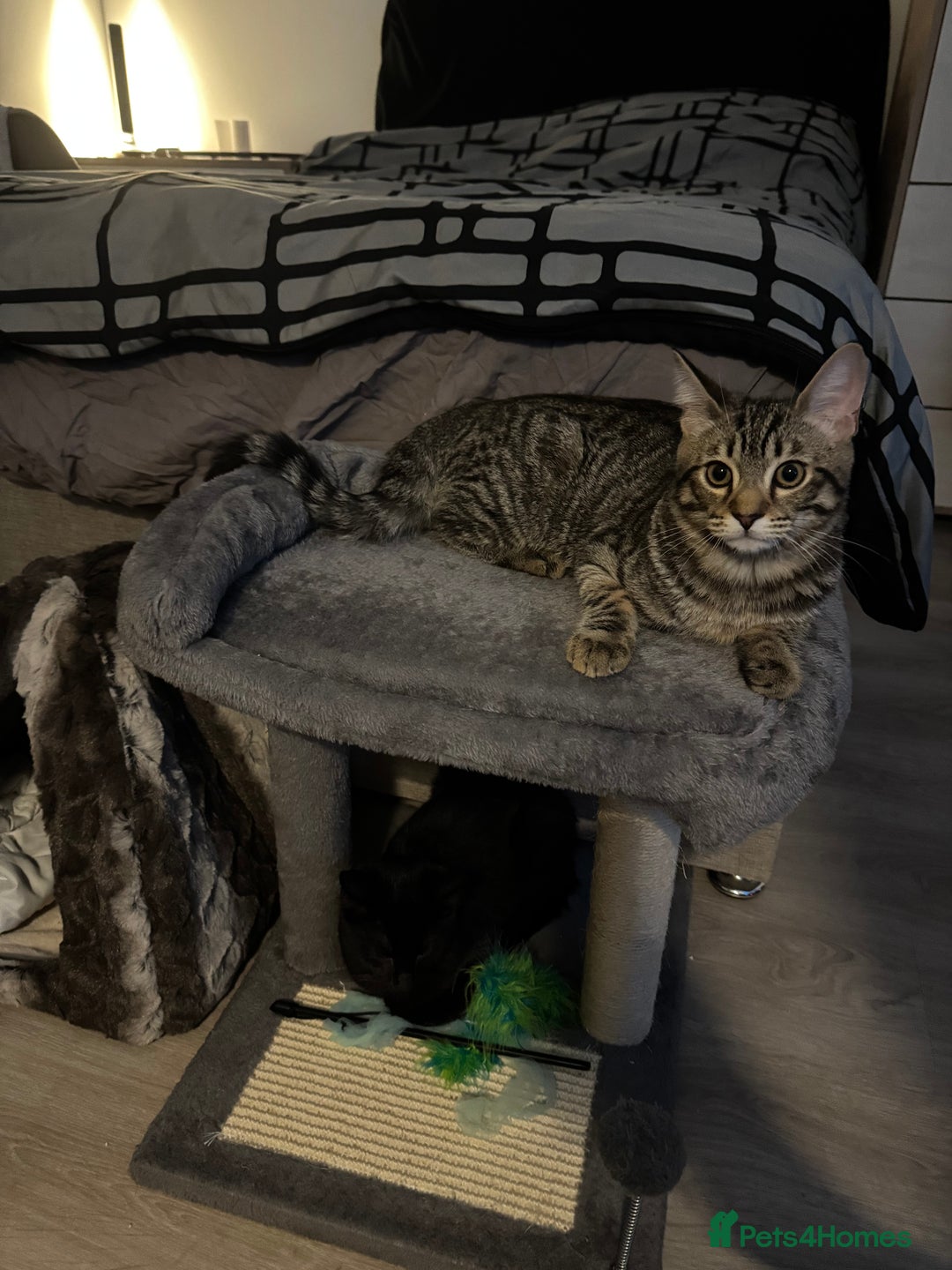 Mixed Breed cats for sale: 7 months old kittens - Image 3