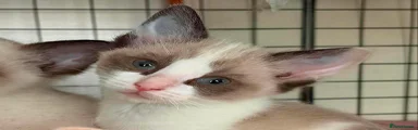 Kitten 1
