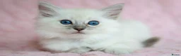 Ragdoll cats for sale: Stunning Ragdolls Reserve Now. - Advert 8