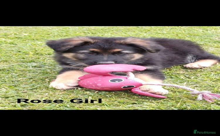 German Shepherd dogs - Advert 2