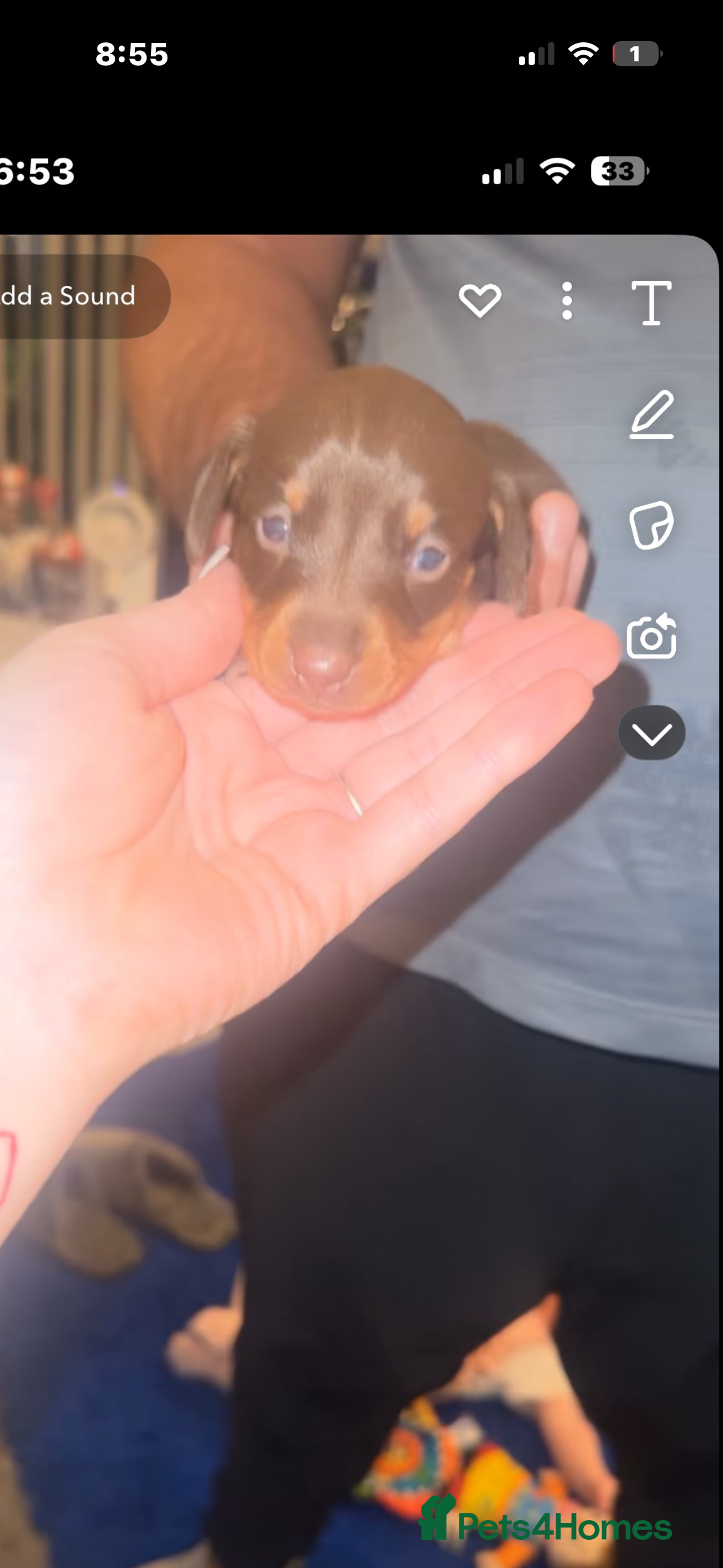 Miniature Dachshund dogs Miniature dachshund  - Advert 8