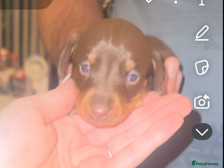 Miniature Dachshund dogs Miniature dachshund - Advert 8