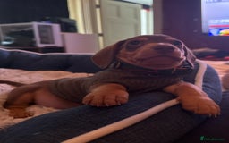 Miniature Dachshund dogs for sale: REDUCED 9 WEEKS MINI DACHSHUND PUPPY - Image 3