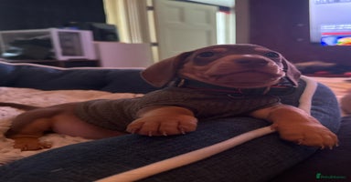 Miniature Dachshund dogs - Advert 5