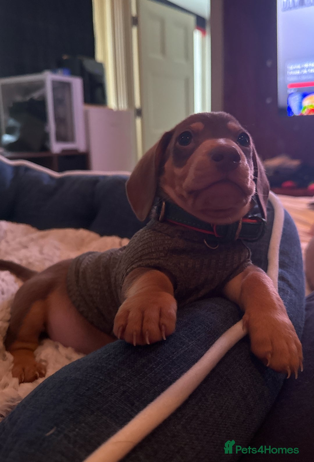 Miniature Dachshund dogs for sale: REDUCED 9 WEEKS MINI DACHSHUND PUPPY - Image 3