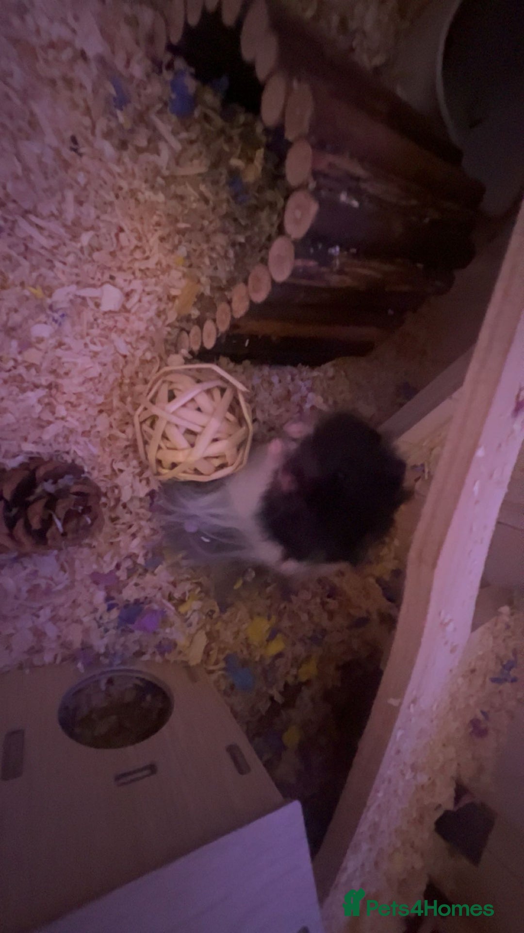 Hamster rodents for sale: hamster and everything included - Image 7
