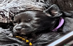 Mixed Breed dogs for sale: Miniature mix breed puppies  - Image 5