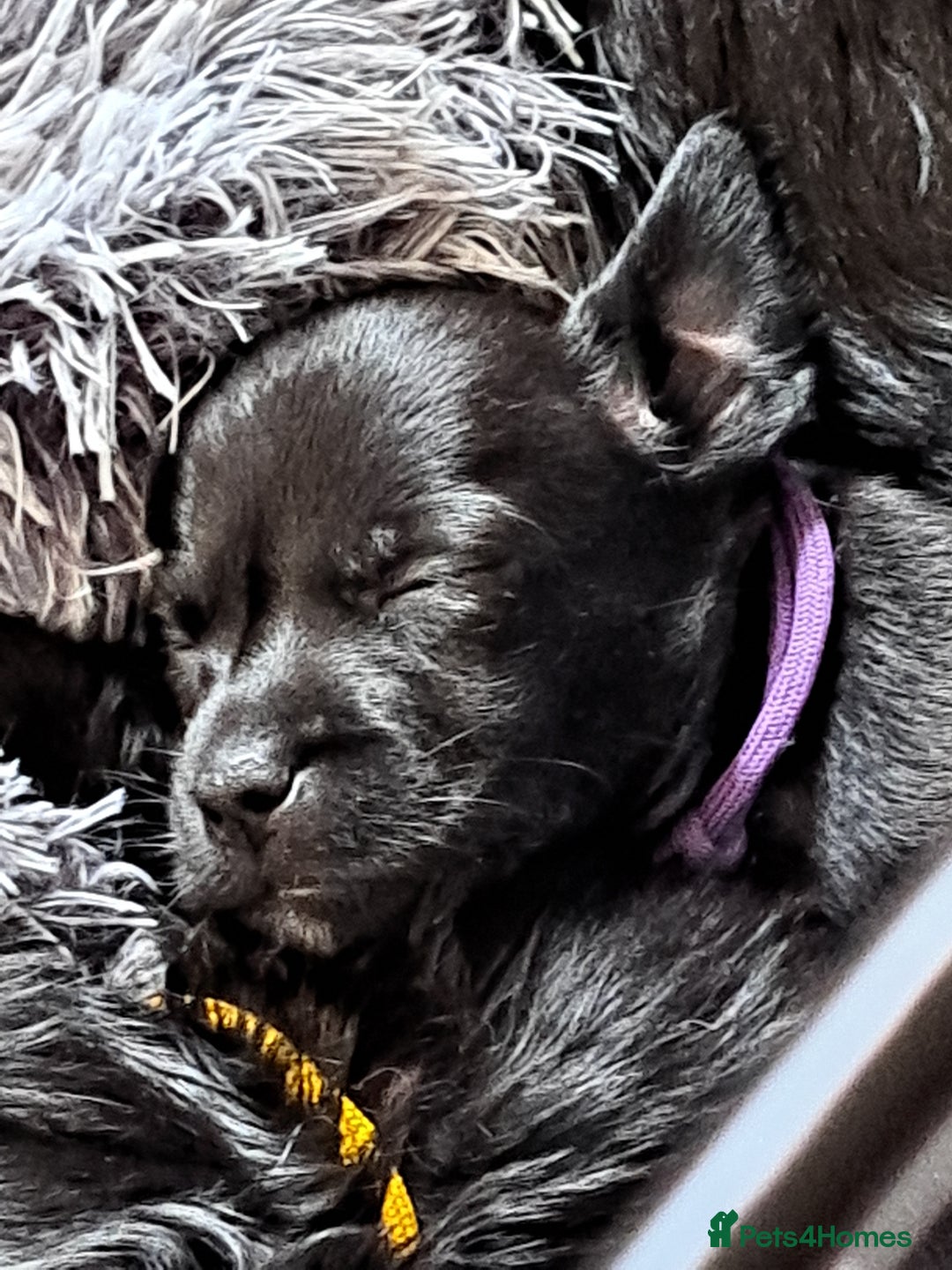 Mixed Breed dogs for sale: Miniature mix breed puppies  - Image 5
