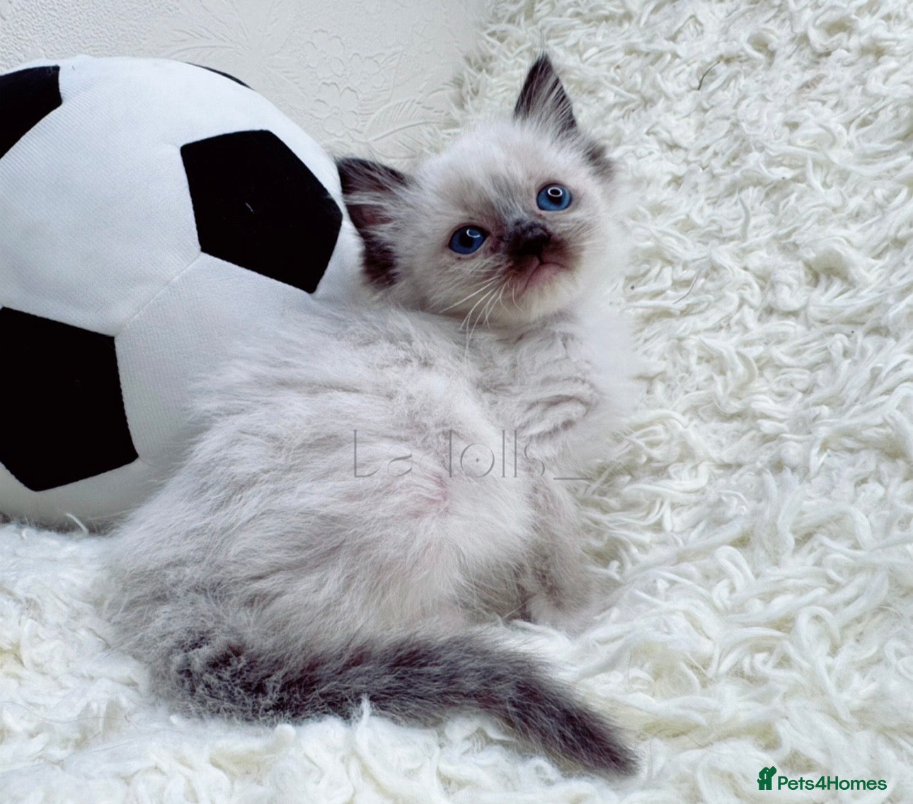 Ragdoll cats Last Seal beautiful Female Available xx  - Advert 6