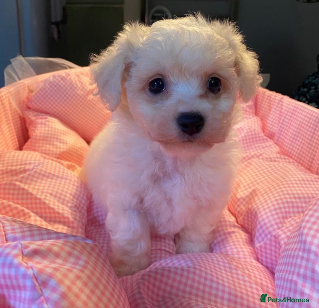 Bichon Frise dogs for sale: Beautiful kc registered bichon frise - Image 6