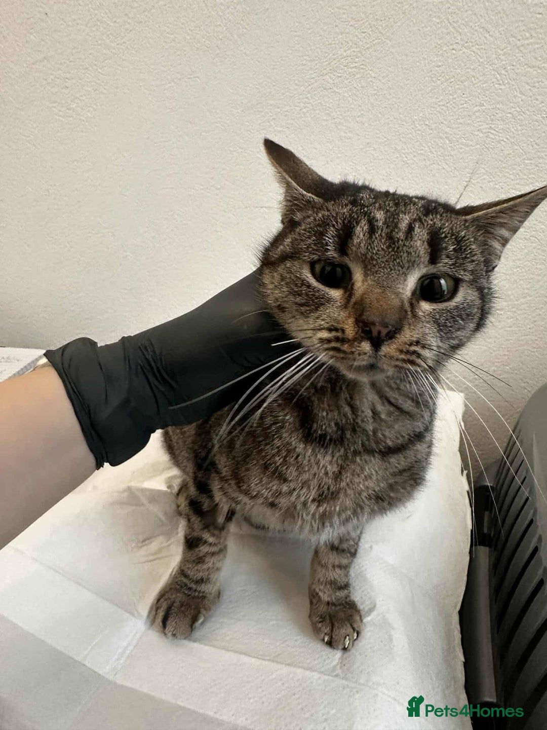 Mixed Breed cats for adoption: Moon for adoption - Advert 1