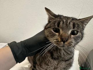 Mixed Breed cats Moon for adoption - Advert 7