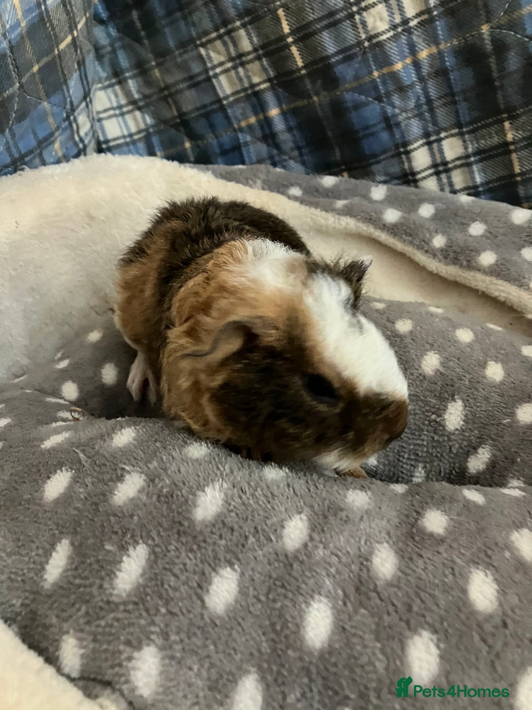 Guinea Pig rodents for sale: Lots of lovely baby boys  - Advert 3