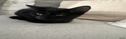 Mixed Breed cats for sale: Half Siamese black male  - Advert 2