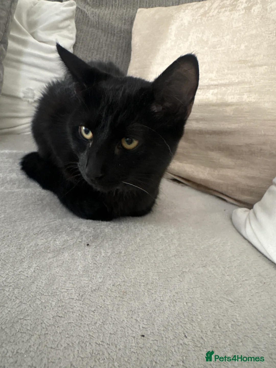 Mixed Breed cats for sale: Half Siamese black male  - Advert 2