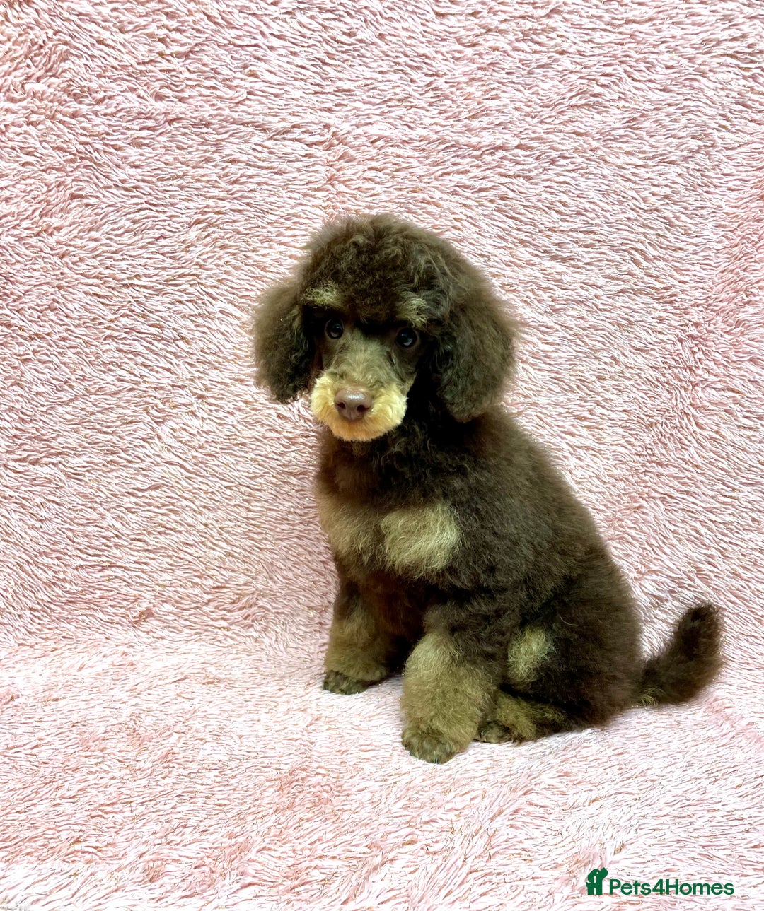 Toy Poodle dogs for sale: KC CHOCOLATE/TAN TOY POODLE  - Advert 2