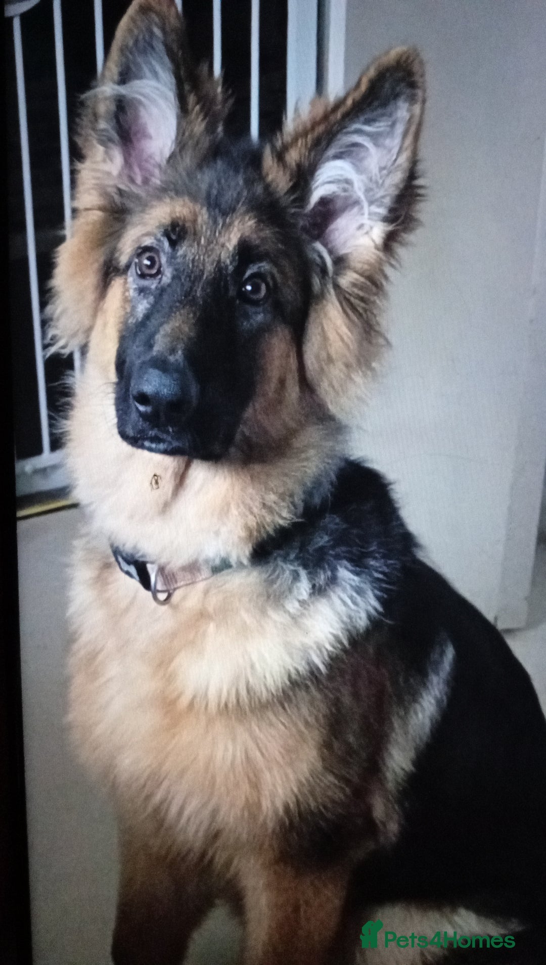 German Shepherd dogs for sale: 🌟 Long Haired German Shepherd Health Tested🌟 - Advert 4