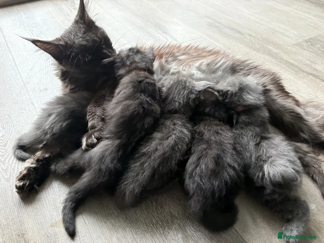Maine Coon cats for sale: Maine coon kittens - Advert 2