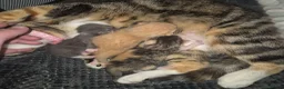Bengal cats for sale: Kittens in Chorley - Advert 7