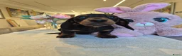 Miniature Dachshund dogs for sale: Beautiful Miniature Dachshund Ready to leave!♥️💙 - Advert 22