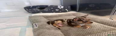 Chihuahua 2