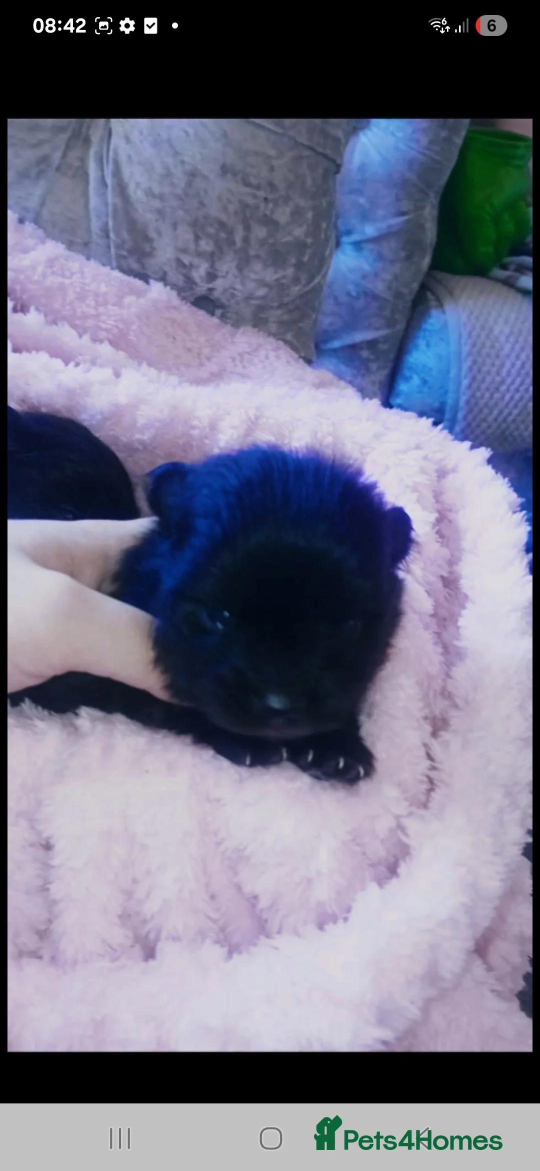 Pomeranian dogs for sale: Beautiful pom puppies - Advert 2