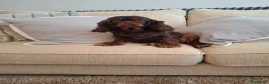 Cavalier King Charles Spaniel 2