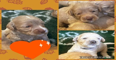 Australian Labradoodle dogs - Advert 16