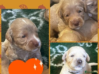 Australian Labradoodle dogs - Advert 1