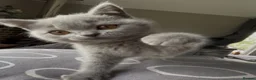 British Shorthair cats for sale: BSH Blue and Lilac GCCF Reg Kittens - Advert 11