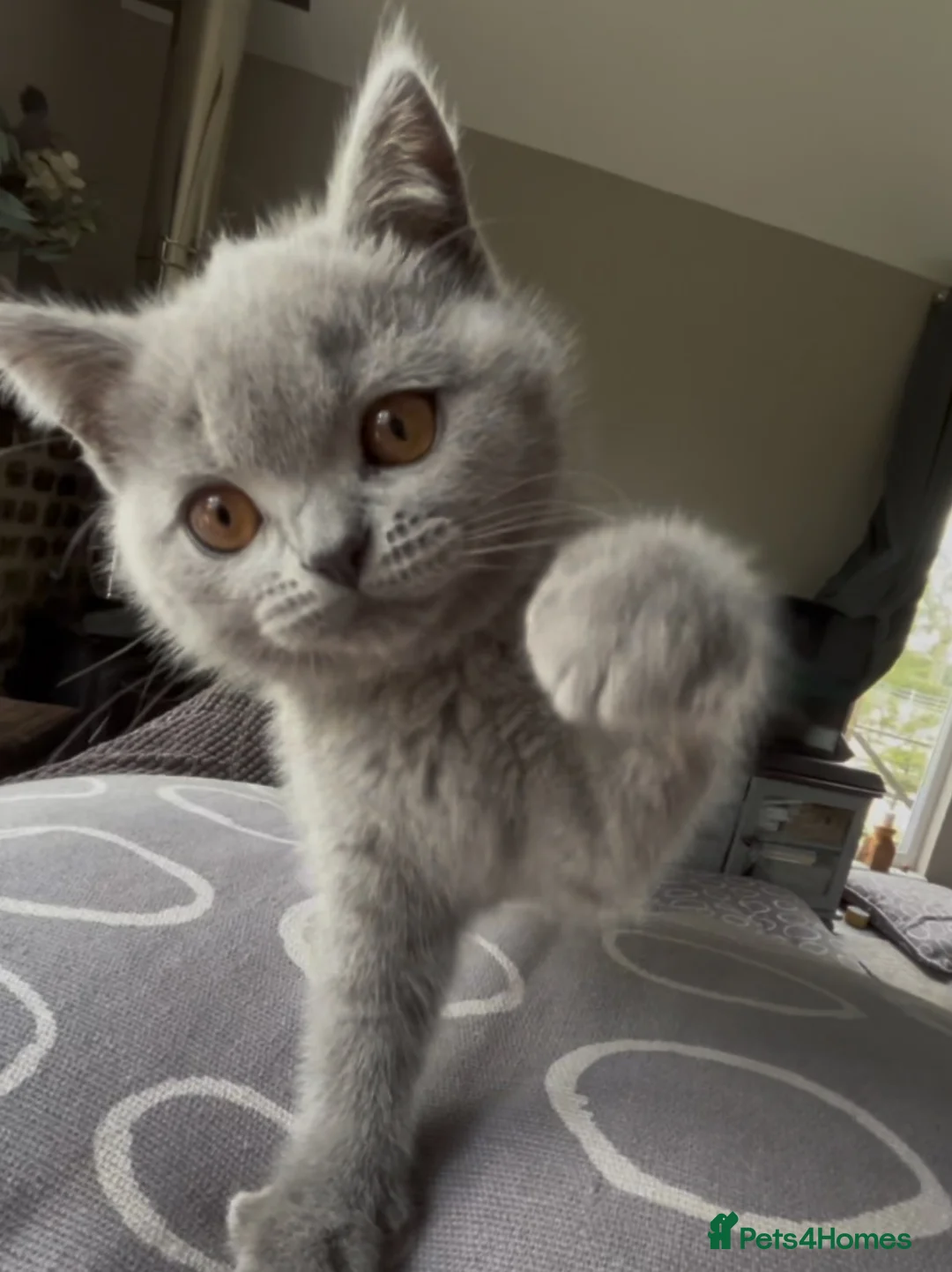 British Shorthair cats for sale: BSH Blue and Lilac GCCF Reg Kittens - Advert 11