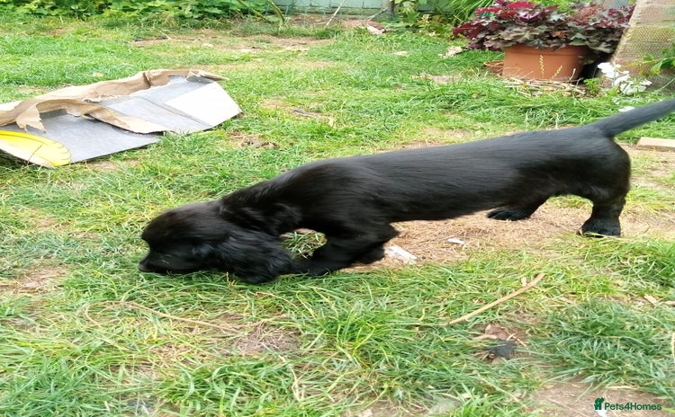 Sprocker dogs - Advert 2