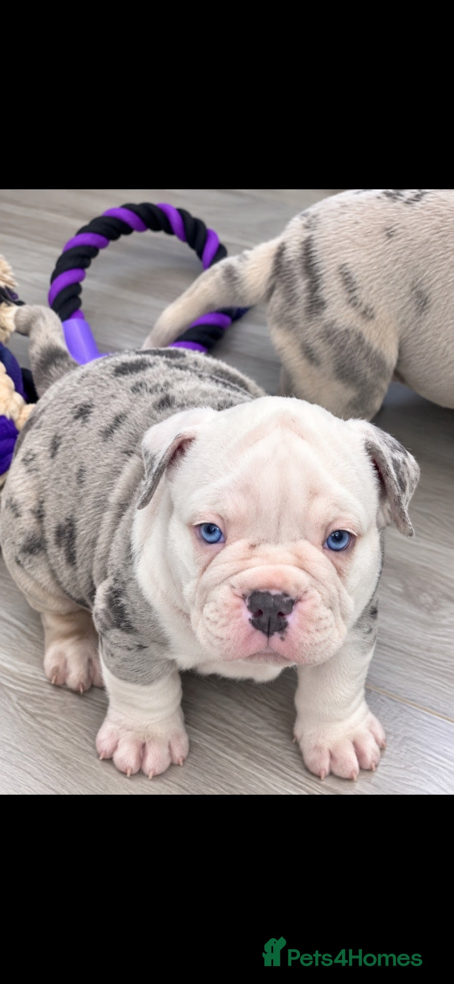 Olde English Bulldogge dogs 🍁🩵 stunning olde English pups 🩷🍁 - Advert 18
