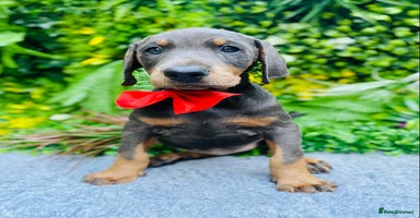 Dobermann dogs - Advert 8
