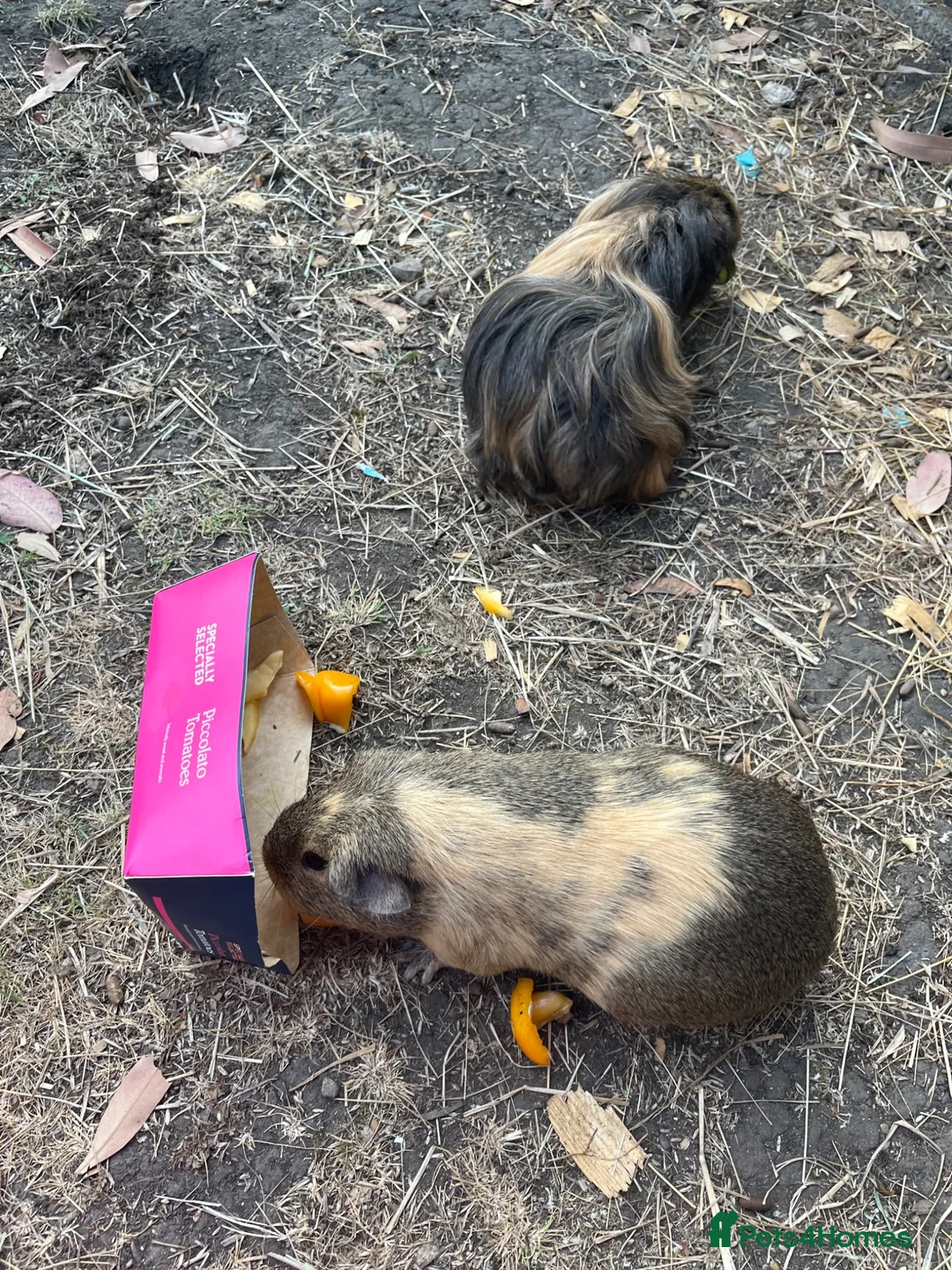 Guinea Pig rodents for sale: Beautiful herd of 5 female guinea pigs  - Advert 2