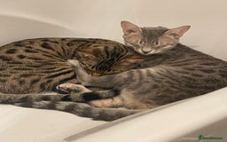 Bengal cats for sale: Sibling Bengals for Sale - Image 2