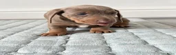 Dachshund dogs for sale: Beautiful Dachshund  in Nelson - Advert 13