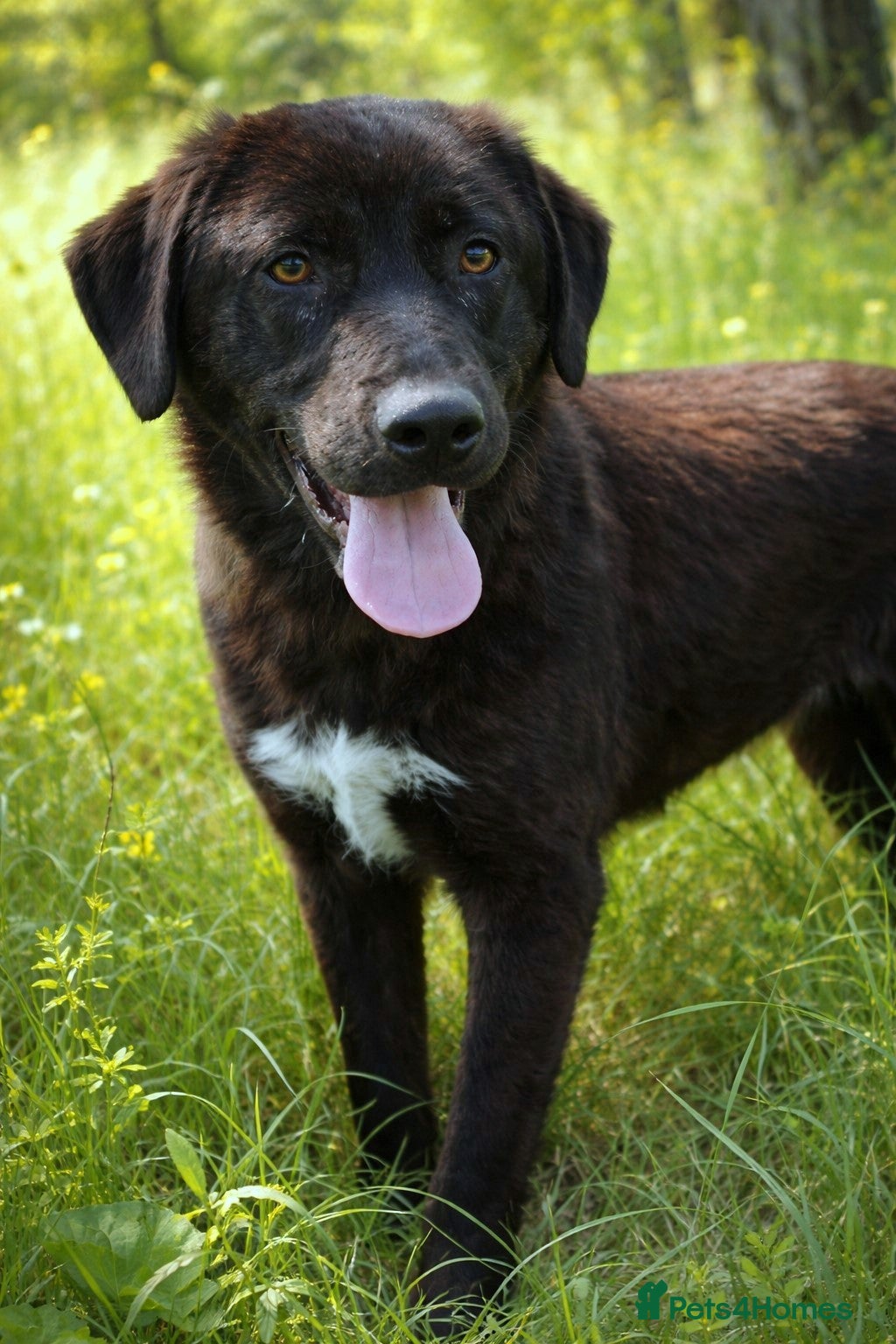 Mixed Breed dogs 🌸 MABEL - Quiet, Sweet, a Beautiful Soul - Advert 10