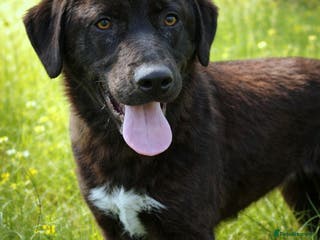 Mixed Breed dogs 🌸 MABEL - Quiet, Sweet, a Beautiful Soul - Advert 13