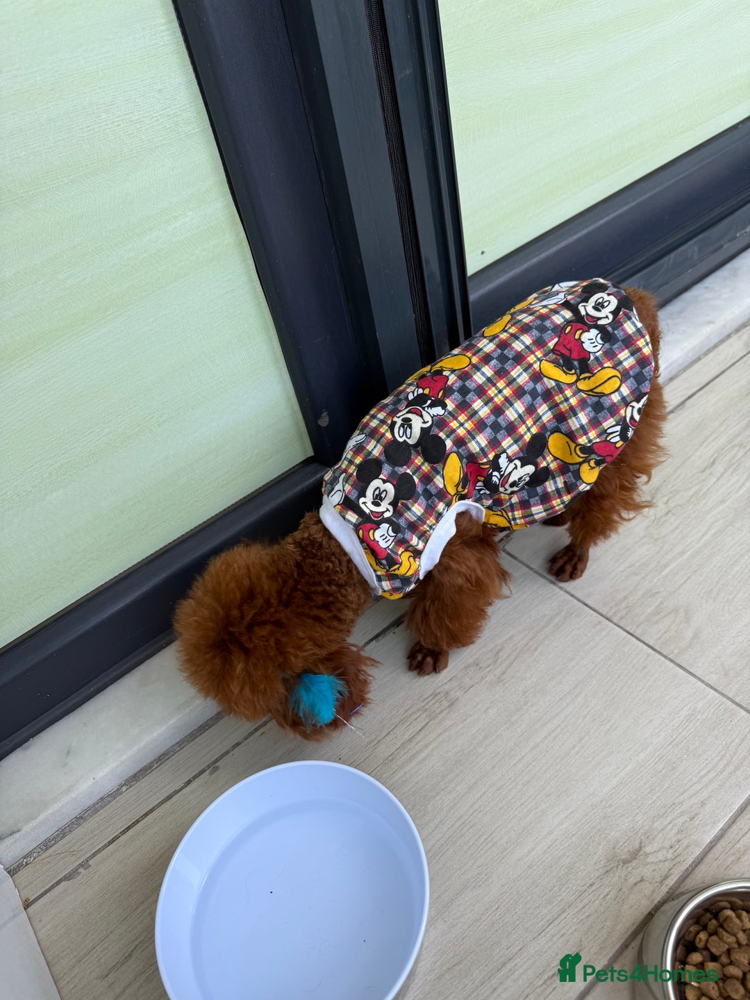 Poodle dogs for sale: Stunning Asian poodle for sale 🤩 - Image 7