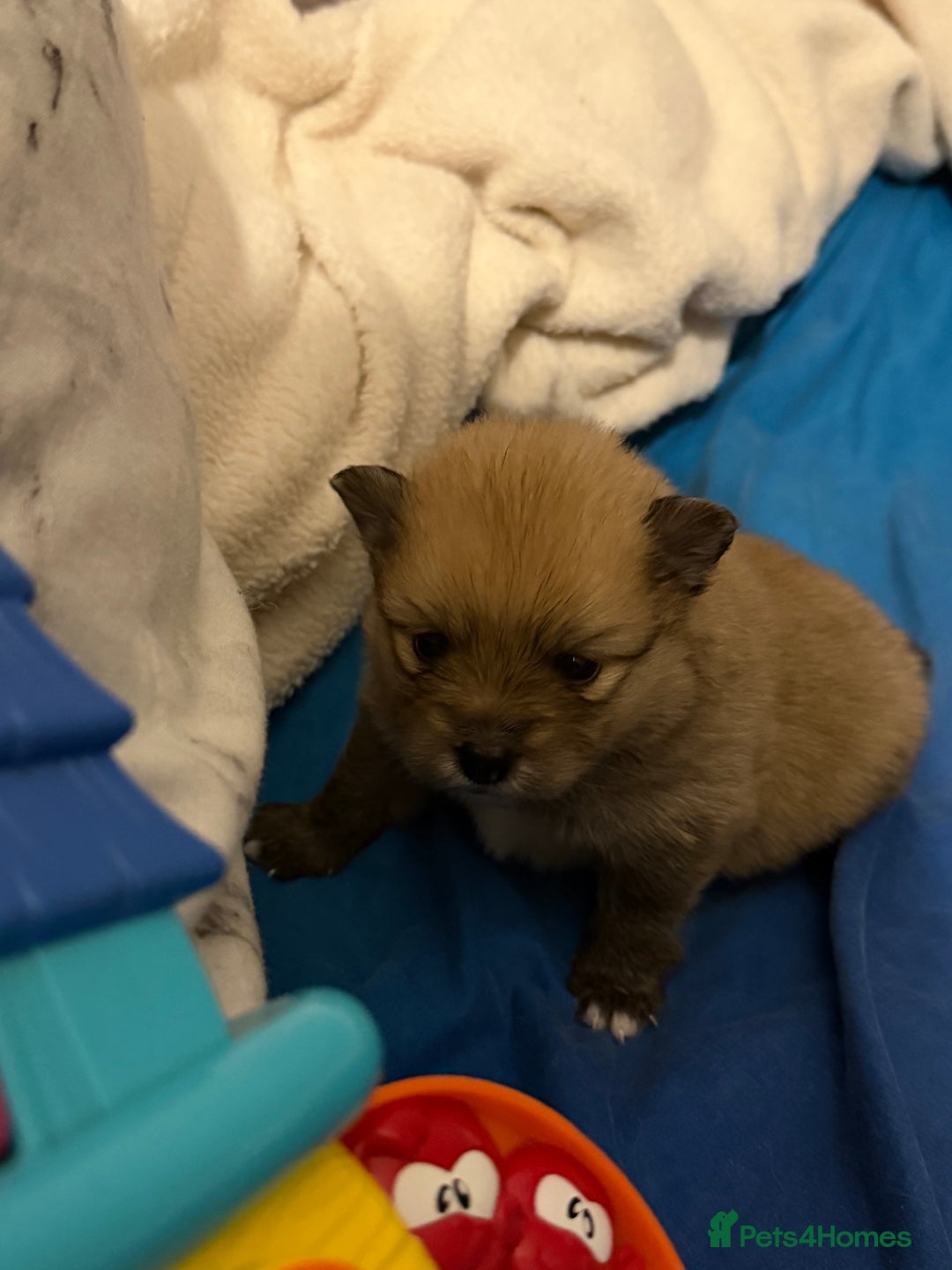 Pomeranian dogs for sale: EXTRA SMALL POMERANIAN PUPPIES  - Advert 26