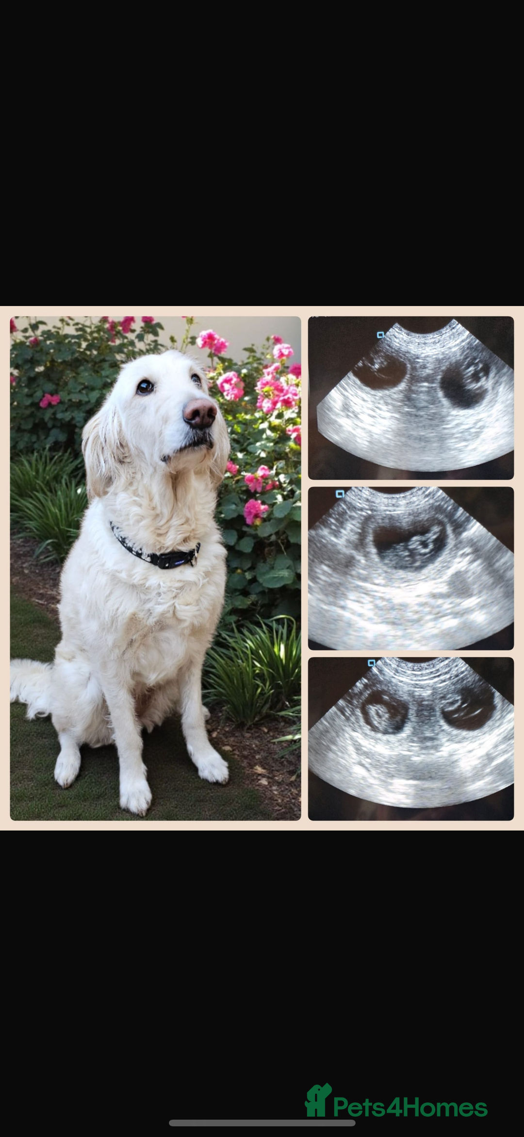 Mixed Breed dogs for sale: Australian double doodles  - Advert 4