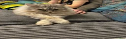 Kurilian Bobtail cats for sale: Beautiful kurillian bobtail cat - Advert 3