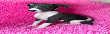 Whippet 1 black collar 