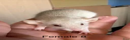 Rat rodents for sale: Mixed sex dwarf Dumbo Rats - Advert 30