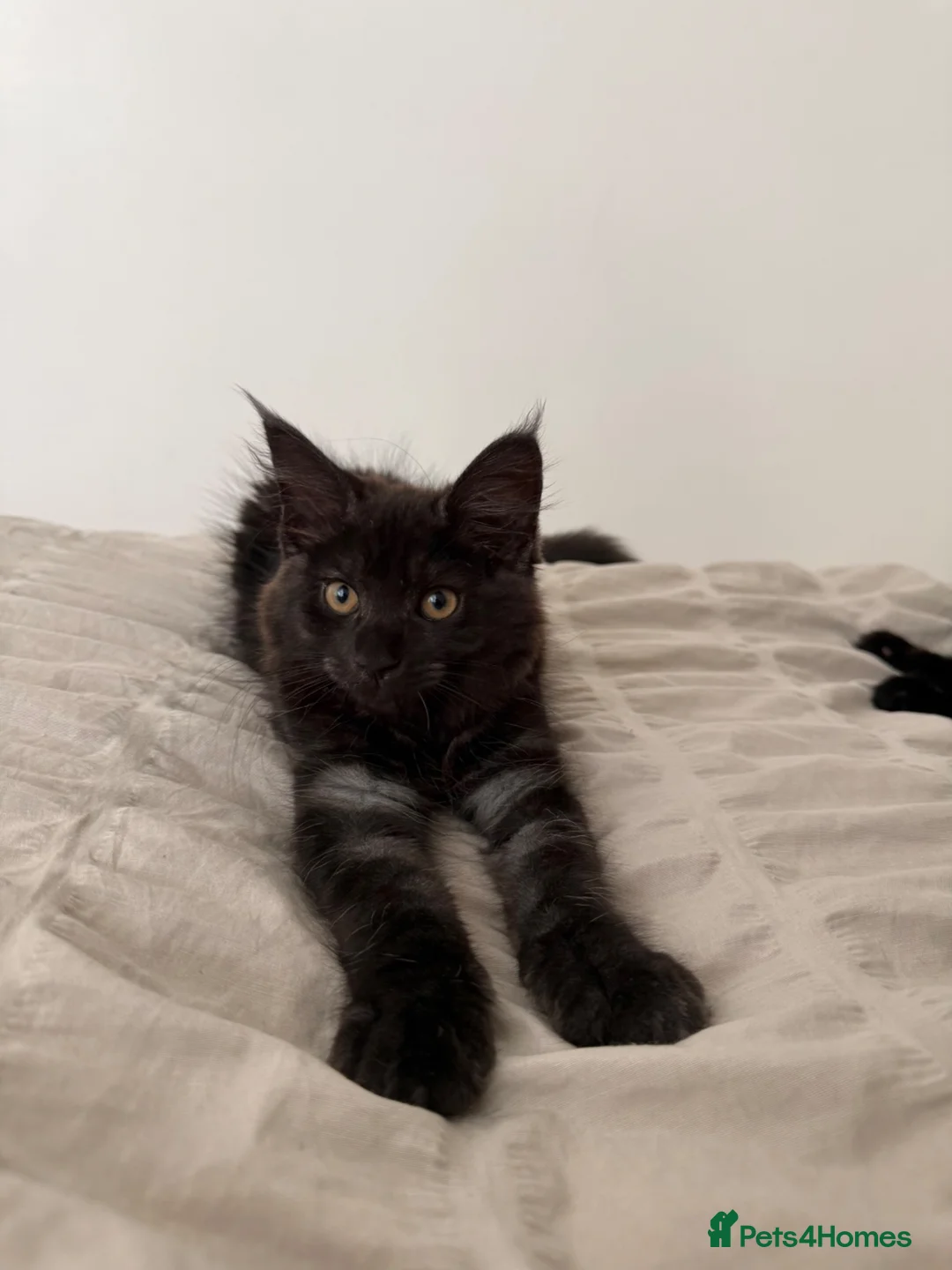 Maine Coon cats for sale: Beautiful Black Smoke Female Kitten - Advert 1