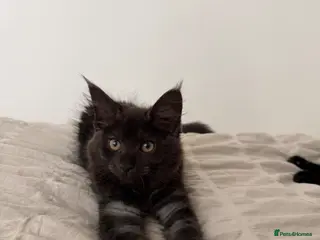 Maine Coon cats Beautiful Black Smoke Female Kitten - Advert 5